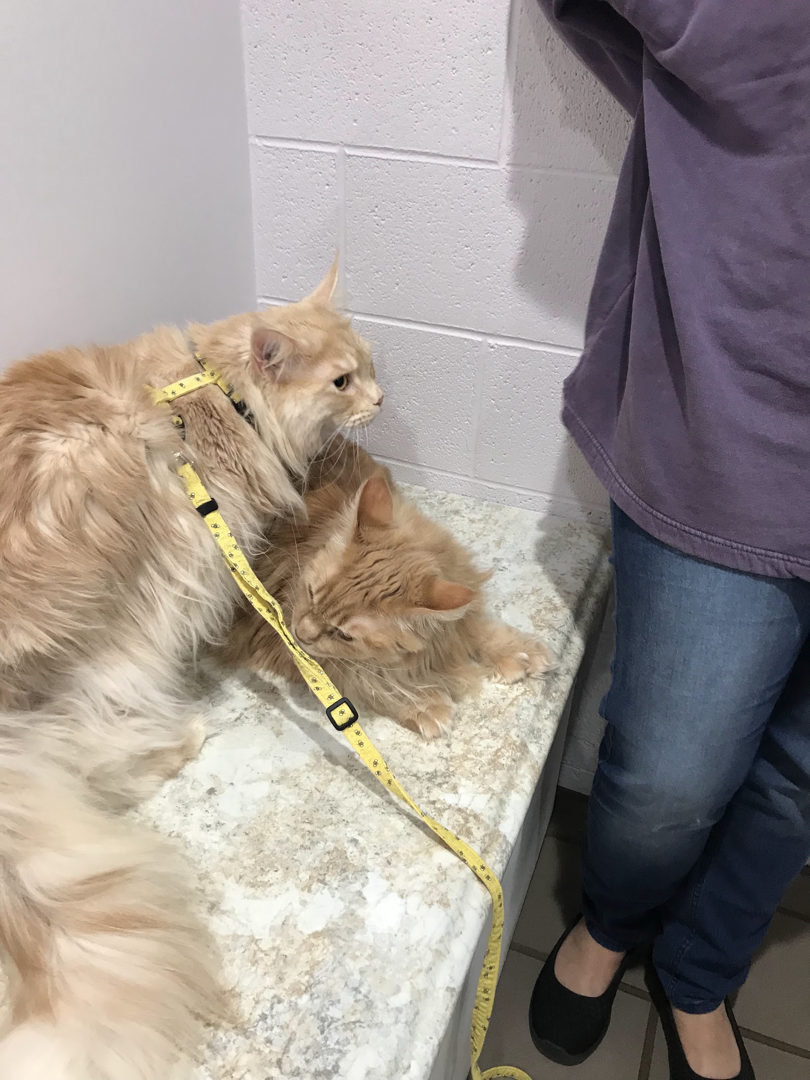 Animal Clinic of Holland PLLC in Holland