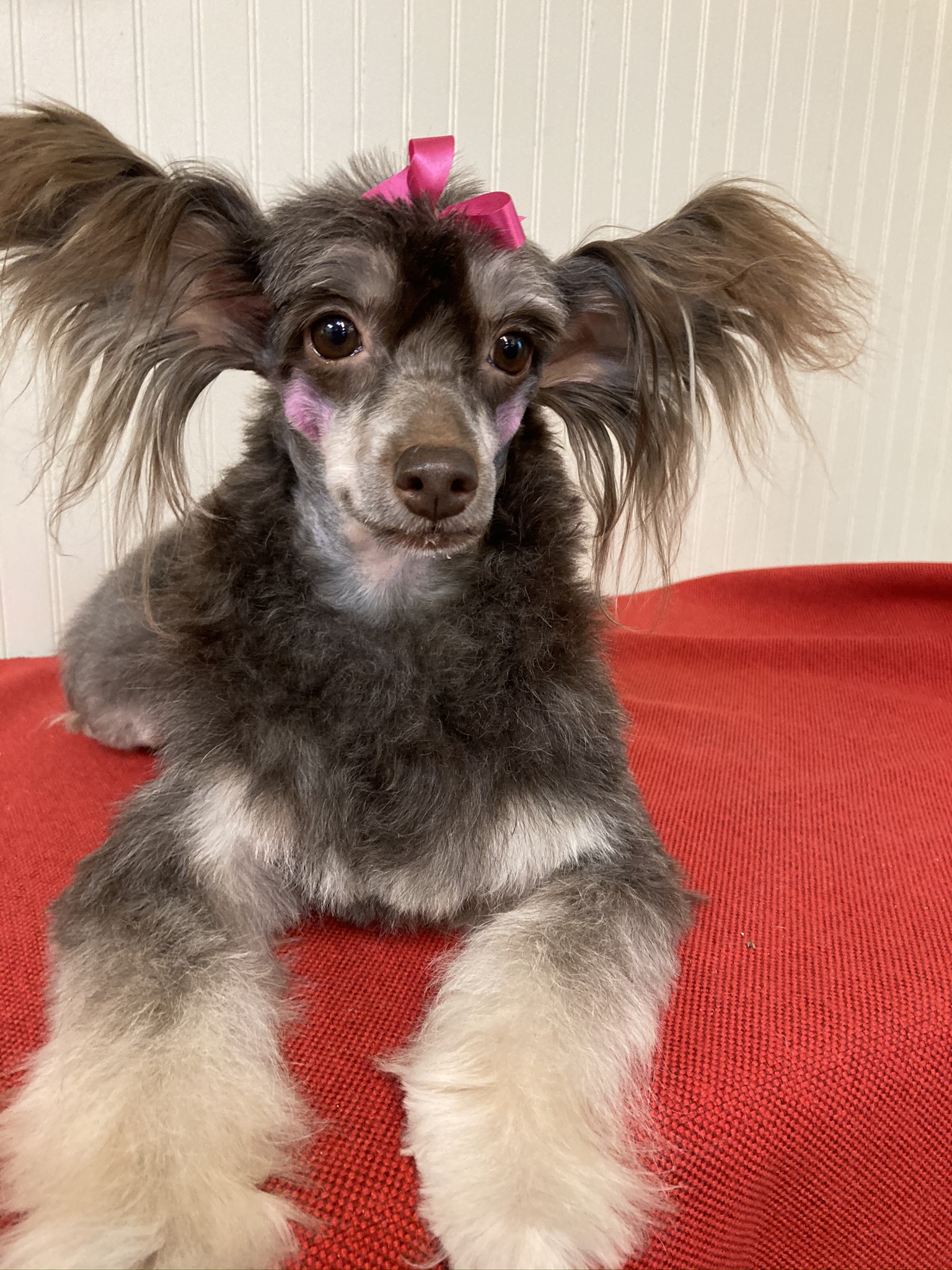 Cranberry Dog Grooming Shop — photo