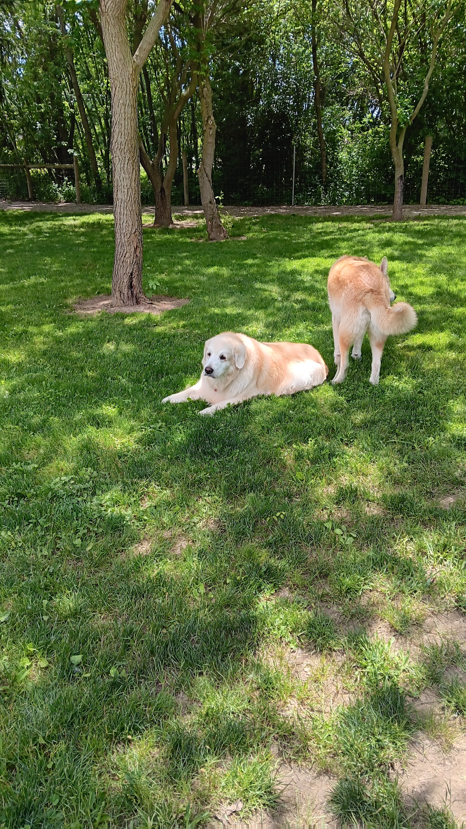 Dog Park at Van Raalte Farm Park