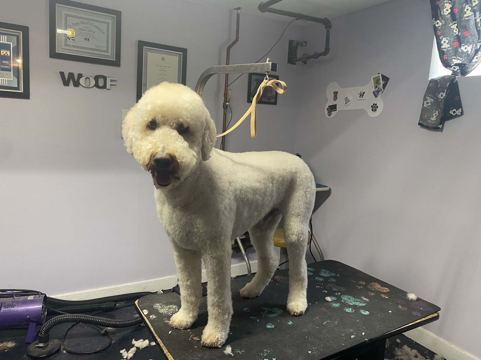 Louie's Barker Shop — photo