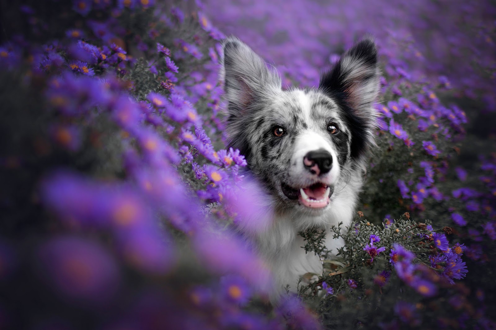 Macatawa Dog Training — photo